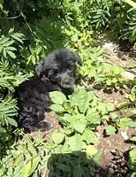 Inga Long Star Angel , a female Chinese Crested for sale in Amarillo, TX – 2 of 7