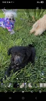 Ilona Long Star Angel , a female Chinese Crested for sale in Amarillo, TX – 5 of 7
