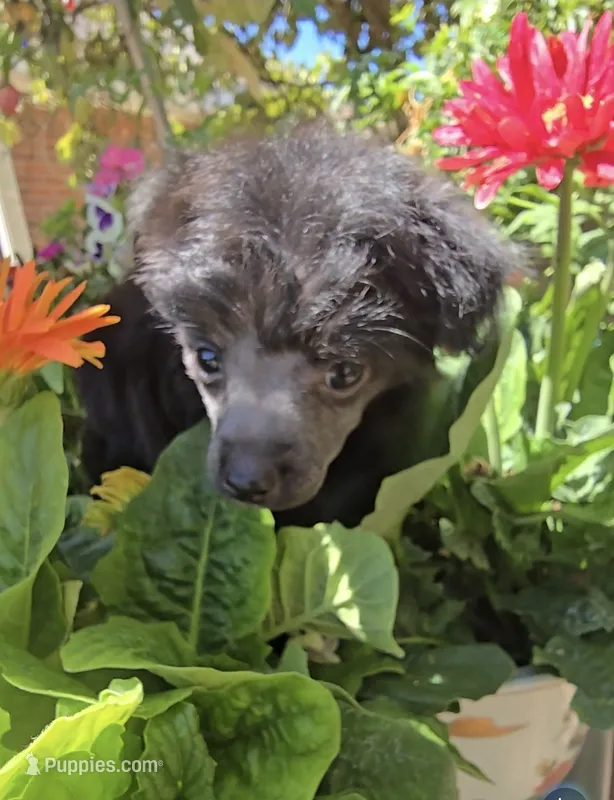 Ilona Long Star Angel  – Chinese Crested puppy for sale in Amarillo, TX