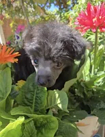 Ilona Long Star Angel , a female Chinese Crested for sale in Amarillo, TX – 1 of 7