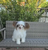 Dylan Long Star Angel , a male Chinese Crested for sale in Amarillo, TX – 2 of 3