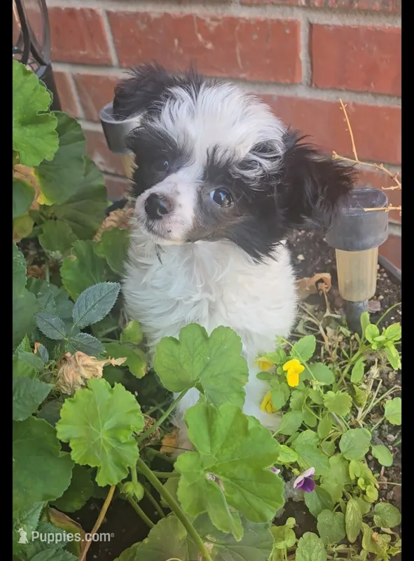 Hannah Long Star Angel  – Chinese Crested puppy for sale in Amarillo, TX