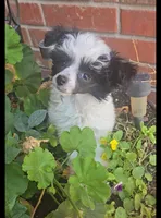 Hannah Long Star Angel , a female Chinese Crested for sale in Amarillo, TX – 1 of 5