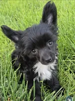 Inga Long Star Angel , a female Chinese Crested for sale in Amarillo, TX – 1 of 7