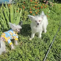 Filip Long Star Angel, a male Chinese Crested for sale in Amarillo, TX – 6 of 10