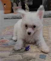 Gianni Long Star Angel , a male Chinese Crested for sale in Amarillo, TX – Photo 7 of 10