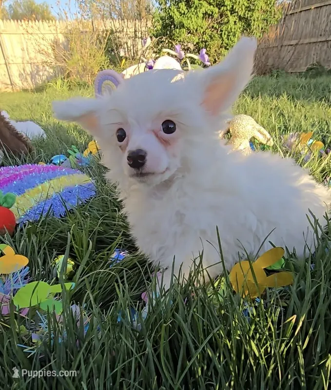 Gianni Long Star Angel , a male Chinese Crested for sale in Amarillo, TX – Photo 1 of 10