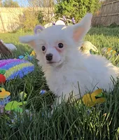 Gianni Long Star Angel , a male Chinese Crested for sale in Amarillo, TX – Photo 1 of 10