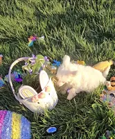 Gianni Long Star Angel , a male Chinese Crested for sale in Amarillo, TX – Photo 10 of 10