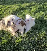 Gianni Long Star Angel , a male Chinese Crested for sale in Amarillo, TX – Photo 9 of 10