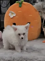 Gianni Long Star Angel , a male Chinese Crested for sale in Amarillo, TX – Photo 5 of 10