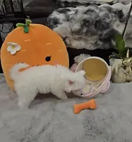 Gianni Long Star Angel , a male Chinese Crested for sale in Amarillo, TX – Photo 3 of 10