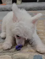 Gianni Long Star Angel , a male Chinese Crested for sale in Amarillo, TX – Photo 6 of 10