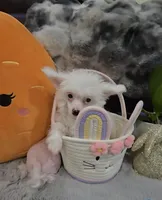 Gianni Long Star Angel , a male Chinese Crested for sale in Amarillo, TX – Photo 4 of 10