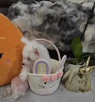 Gianni Long Star Angel , a male Chinese Crested for sale in Amarillo, TX – Photo 2 of 10