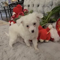 Filip Long Star Angel, a male Chinese Crested for sale in Amarillo, TX – Photo 5 of 10