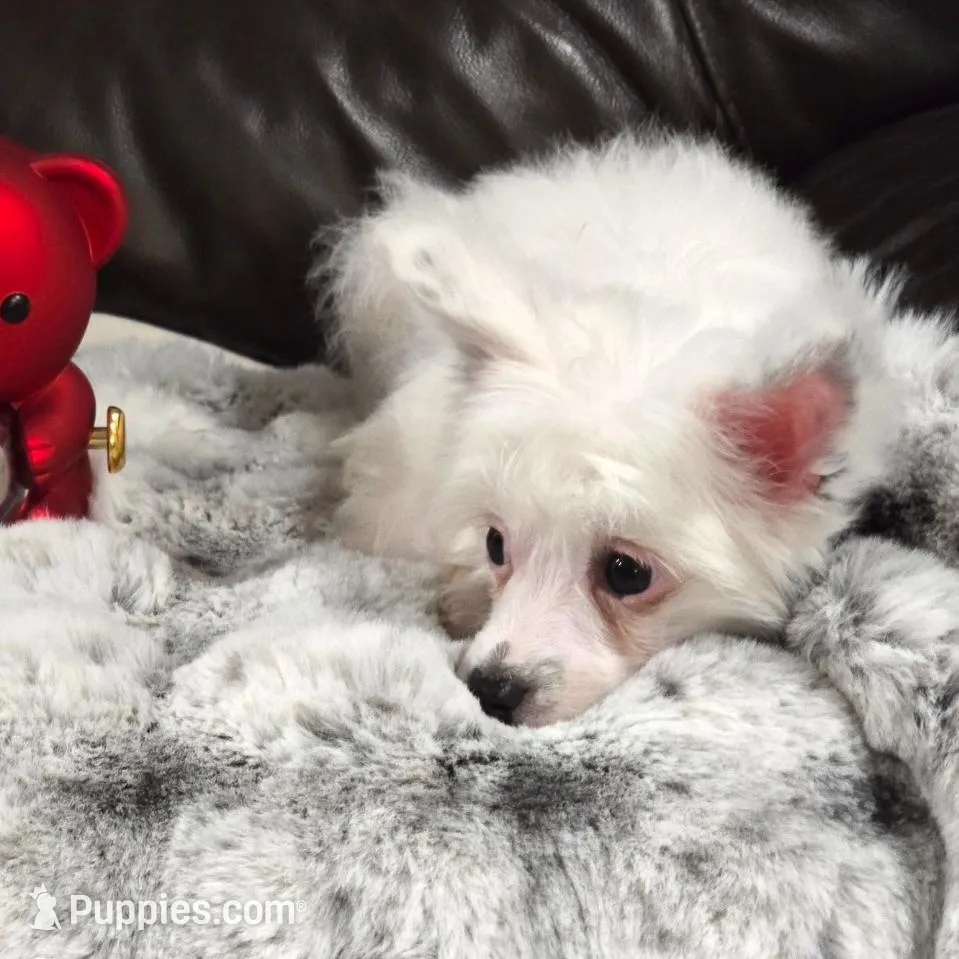 Filip Long Star Angel