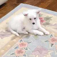 Filip Long Star Angel, a male Chinese Crested for sale in Amarillo, TX – Photo 6 of 10