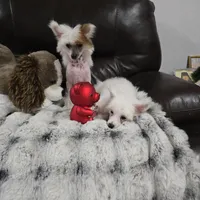 Filip Long Star Angel, a male Chinese Crested for sale in Amarillo, TX – Photo 8 of 10