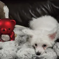 Filip Long Star Angel, a male Chinese Crested for sale in Amarillo, TX – Photo 7 of 10