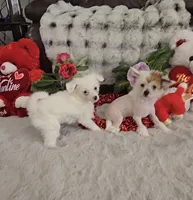 processed/2146f4c5-2856-4a4b-baca-aa2bba8389a1/listing/bb80ae2b-2464-4393-86de-47c9583e5cca/cba14197-57e7-430d-880c-249c208561e1