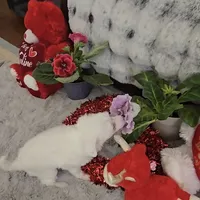 Filip Long Star Angel, a male Chinese Crested for sale in Amarillo, TX – Photo 2 of 10