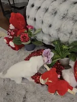 processed/2146f4c5-2856-4a4b-baca-aa2bba8389a1/listing/bb80ae2b-2464-4393-86de-47c9583e5cca/d73dc245-2ebf-4479-8a5d-fb956ee4305c