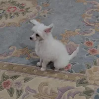 Filip Long Star Angel, a male Chinese Crested for sale in Amarillo, TX – Photo 9 of 10