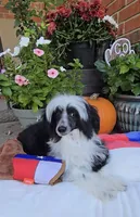 Indigo Long Star Angel , a male Chinese Crested for sale in Amarillo, TX – 9 of 10