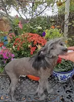 Bryan Long Star Angel, a male Chinese Crested for sale in Amarillo, TX – Photo 6 of 10