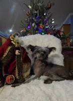 Bryan Long Star Angel, a male Chinese Crested for sale in Amarillo, TX – Photo 10 of 10