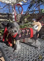 Bryan Long Star Angel, a male Chinese Crested for sale in Amarillo, TX – Photo 9 of 10