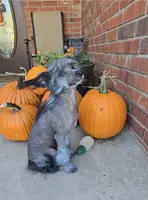 Bryan Long Star Angel, a male Chinese Crested for sale in Amarillo, TX – Photo 5 of 10