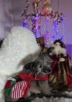 Bryan Long Star Angel, a male Chinese Crested for sale in Amarillo, TX – Photo 7 of 10