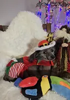 Bryan Long Star Angel, a male Chinese Crested for sale in Amarillo, TX – Photo 4 of 10