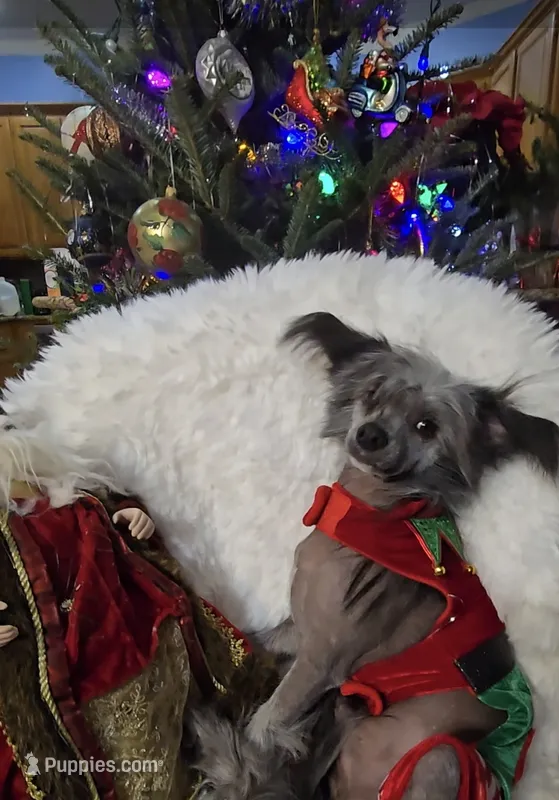 Bryan Long Star Angel