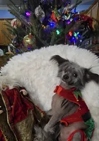 Bryan Long Star Angel, a male Chinese Crested for sale in Amarillo, TX – Photo 1 of 10