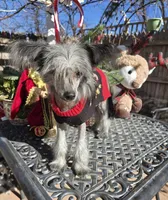 Bryan Long Star Angel, a male Chinese Crested for sale in Amarillo, TX – Photo 8 of 10