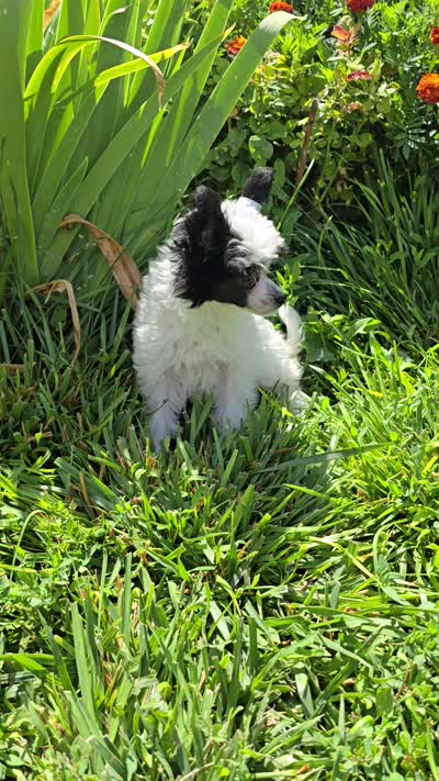 Hannah Long Star Angel , a female Chinese Crested for sale in Amarillo, TX – 4 of 5