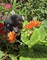 Inga Long Star Angel , a female Chinese Crested for sale in Amarillo, TX – 5 of 7
