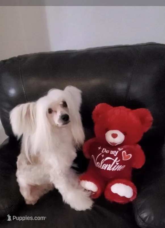 Henry Long Star Angel