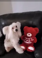 Henry Long Star Angel, a male Chinese Crested for sale in Amarillo, TX – Photo 1 of 5