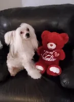 Henry Long Star Angel, a male Chinese Crested for sale in Amarillo, TX – Photo 4 of 5