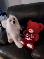 Henry Long Star Angel, a male Chinese Crested for sale in Amarillo, TX – Photo 5 of 5