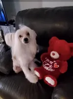 Henry Long Star Angel, a male Chinese Crested for sale in Amarillo, TX – Photo 2 of 5