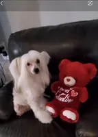 Henry Long Star Angel, a male Chinese Crested for sale in Amarillo, TX – Photo 3 of 5