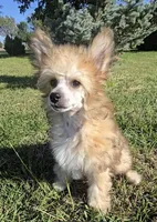 Benny Long Star Angel , a male Chinese Crested for sale in Amarillo, TX – 5 of 8