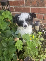 Hannah Long Star Angel , a female Chinese Crested for sale in Amarillo, TX – 5 of 5