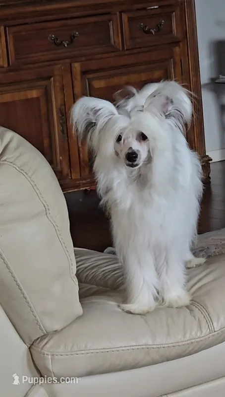 Filip Long Star Angel – Chinese Crested puppy for sale in Amarillo, TX