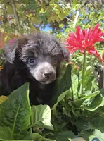 Ilona Long Star Angel , a female Chinese Crested for sale in Amarillo, TX – 3 of 7